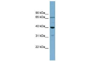 H2AFY2 antibody used at 1 ug/ml to detect target protein. (H2AFY2 Antikörper  (Middle Region))
