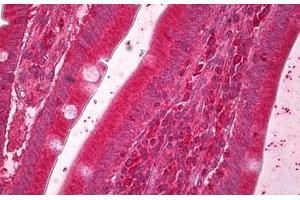 Anti-ERO1L antibody IHC staining of human small intestine. (ERO1L Antikörper  (AA 105-118))