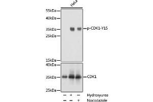 Western blot analysis of extracts of NIH/3T3 cells using Phospho-CDK1(Y15) Polyclonal Antibody at dilution of 1:1000. (CDK1 Antikörper  (pTyr15))