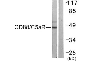 Immunohistochemistry analysis of paraffin-embedded human brain tissue using CD88/C5aR (Ab-338) antibody. (C5AR1 Antikörper  (Ser338))