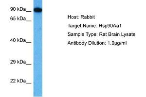 Host: Rabbit Target Name: HSP90AA1 Sample Tissue: Rat Brain Antibody Dilution: 1ug/ml (HSP90AA1 Antikörper  (C-Term))