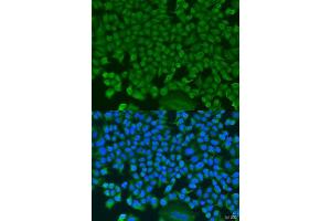 Immunofluorescence analysis of U2OS cells using HS1BP3 antibody.