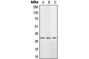 Western blot analysis of HSD11B1 expression in HeLa (A), H9C2 (B), PC12 (C) whole cell lysates. (HSD11B1 Antikörper  (N-Term))