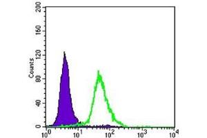 FC analysis of Hela cells using CRTC2 antibody (green) and negative control (purple). (CRTC2 Antikörper)