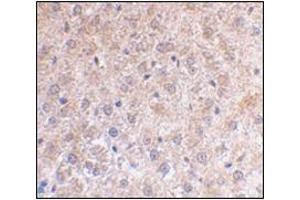 AP30639PU-N TP53INP1 antibody Immunohistochemical staining of Paraffin-Embedded Mouse Liver Sections at 2 μg/ml.