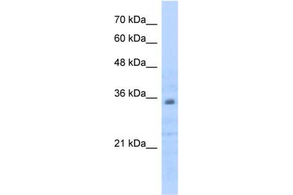 Prohibitin 2 antibody  (C-Term)