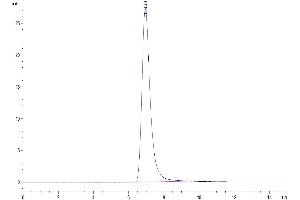 Size-exclusion chromatography-High Pressure Liquid Chromatography (SEC-HPLC) image for SARS-CoV-2 Spike (RBD) protein (Fc Tag) (ABIN7274395)