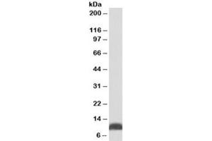 Western blot testing of HepG2 lysate with HSP10 antibody at 0. (HSPE1 Antikörper)