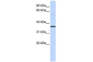 C16ORF46 antibody used at 1 ug/ml to detect target protein. (C16ORF46 Antikörper  (N-Term))