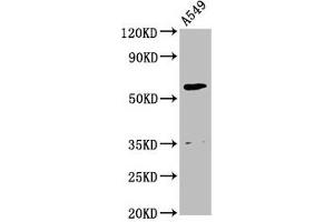 Western Blot Positive WB detected in: A549 whole cell lysate All lanes: AMH antibody at 2. (AMH Antikörper  (AA 26-560))