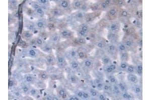 Detection of GLRX in Mouse Liver Tissue using Polyclonal Antibody to Glutaredoxin (GLRX) (Glutaredoxin 1 Antikörper  (AA 2-107))