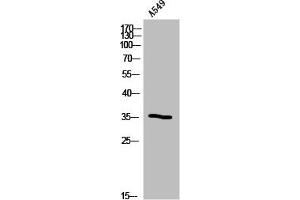 Western Blot analysis of A549 cells using Olfactory receptor 5B12 Polyclonal Antibody (OR5B12 Antikörper  (Internal Region))