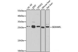 Western blot analysis of extracts of various cell lines using SIGMAR1 Polyclonal Antibody at dilution of 1:500. (SIGMAR1 Antikörper)