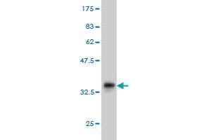 Western Blot detection against Immunogen (36. (TEK Antikörper  (AA 701-800))