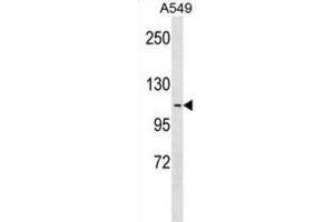 Western Blotting (WB) image for anti-Apolipoprotein B Receptor (APOBR) antibody (ABIN3000397) (APOBR Antikörper)
