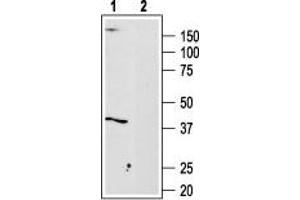 Adenosine A3 Receptor (ADORA3) peptide