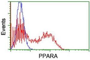 HEK293T cells transfected with either RC216176 overexpress plasmid (Red) or empty vector control plasmid (Blue) were immunostained by anti-PPARA antibody (ABIN2455018), and then analyzed by flow cytometry. (PPARA Antikörper  (AA 145-420))