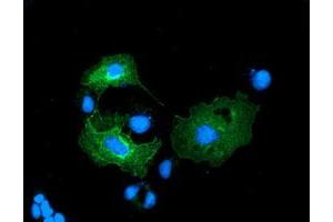 Anti-LMAN1 mouse monoclonal antibody (ABIN2454008) immunofluorescent staining of COS7 cells transiently transfected by pCMV6-ENTRY LMAN1 (RC207088). (LMAN1 Antikörper)