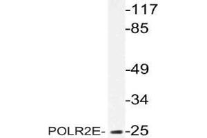 Western blot (WB) analysis of POLR2E antibody in extracts from MCF-7 cells. (POLR2E Antikörper)