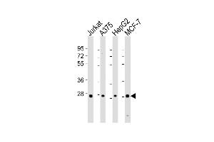 All lanes : Anti-PSMB7 Antibody (Center) at 1:8000 dilution Lane 1: Jurkat whole cell lysates Lane 2:  whole cell lysates Lane 3: HepG2 whole cell lysates Lane 4: MCF-7 whole cell lysates Lysates/proteins at 20 μg per lane.