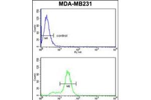 Flow cytometry analysis of MDA-MB231 cells (bottom histogram) compared to a negative control cell (top histogram). (KRT14 Antikörper  (AA 276-303))