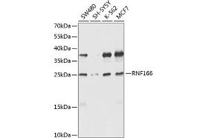 Western blot analysis of extracts of various cell lines, using RNF166 antibody (ABIN6135036, ABIN6147021, ABIN6147024 and ABIN6224290) at 1:1000 dilution. (RNF166 Antikörper  (C-Term))