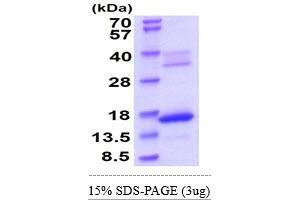 HBZ Protein (AA 1-142) (His tag)