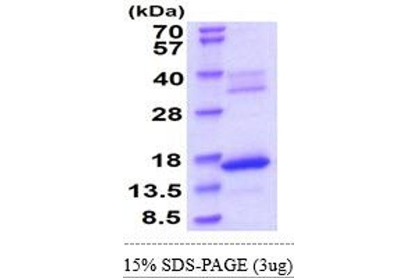 HBZ Protein (AA 1-142) (His tag)