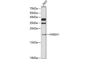 Western blot analysis of extracts of 293T cells, using HMG antibody (635) at 1:3000 dilution. (HMGA1 Antikörper  (AA 1-100))