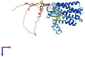 AlphaFold protein structure predicition of Human Recombinant ZDHHC23 Protein, UniprotID Q8IYP9