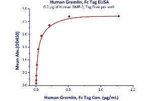 Immobilized Human BMP-2, Tag Free  with a linear range of 0. (GREM1 Protein (AA 25-184) (Fc Tag))