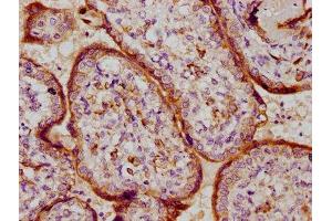 IHC image of ABIN7164243 diluted at 1:100 and staining in paraffin-embedded human placenta tissue performed on a Leica BondTM system. (PSG9 Antikörper  (AA 241-426))