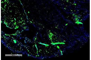 Immunohistochemistry analysis using Mouse Anti-Parvalbumin Monoclonal Antibody, Clone C12 (ABIN6952015). (PVALB Antikörper  (PE))