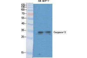 Western Blot (WB) analysis of specific cells using Caspase-3 Polyclonal Antibody. (Caspase 3 Antikörper  (Ser1981))