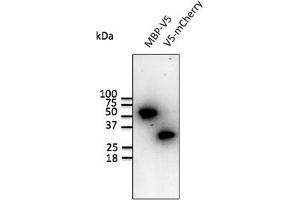 Western Blotting (WB) image for anti-V5 Epitope Tag antibody (ABIN6254253) (V5 Epitope Tag Antikörper)