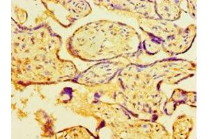 Immunohistochemistry of paraffin-embedded human placenta tissue using ABIN7160486 at dilution of 1:100 (MYDGF Antikörper  (AA 32-173))