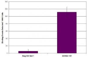 Suz12 antibody (pAb) tested by ChIP. (SUZ12 Antikörper  (C-Term))