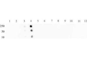 STAT2 phospho Tyr689 pAb tested by dot blot analysis. (STAT2 Antikörper  (pTyr689))