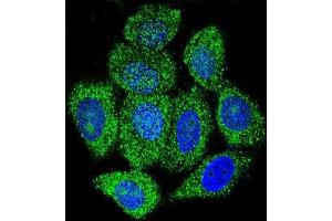 Immunofluorescence (IF) image for anti-Inosine 5'-Phosphate Dehydrogenase 1 (IMPDH1) antibody (ABIN2997392)
