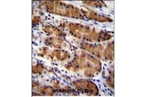 CCDC84 Antibody (N-term) (ABIN655312 and ABIN2844892) immunohistochemistry analysis in formalin fixed and paraffin embedded human stomach tissue followed by peroxidase conjugation of the secondary antibody and DAB staining. (CCDC84 Antikörper  (N-Term))