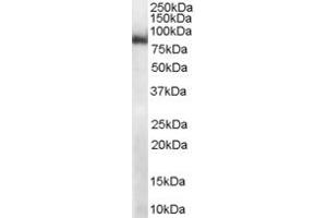 ABIN184920 (1µg/ml) staining of mouse heart lysate (RIPA buffer, 35µg total protein per lane).