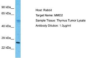 Host: Rabbit Target Name: MMD2 Sample Type: Thymus Tumor lysates Antibody Dilution: 1. (MMD2 Antikörper  (N-Term))