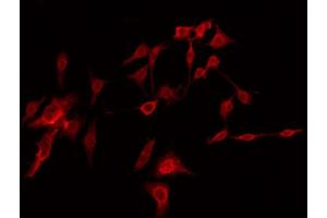 ABIN6274416 staining Hela by IF/ICC. (AKAP14 Antikörper  (N-Term))