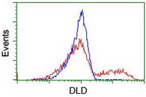 Image no. 2 for anti-Dihydrolipoamide Dehydrogenase (DLD) antibody (ABIN1497846) (DLD Antikörper)
