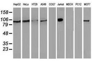 Image no. 1 for anti-Transforming, Acidic Coiled-Coil Containing Protein 3 (TACC3) antibody (ABIN1498095) (TACC3 Antikörper)