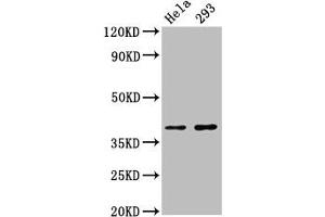 Western Blot Positive WB detected in: Hela whole cell lysate, 293 whole cell lysate All lanes: FOXH1 antibody at 2. (FOXH1 Antikörper  (AA 153-269))