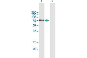Western Blot analysis of KLHL1 expression in transfected 293T cell line by KLHL1 MaxPab polyclonal antibody. (KLHL1 Antikörper  (AA 1-748))