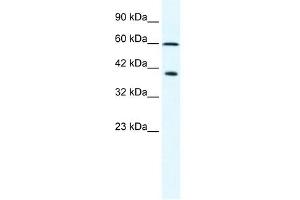MCM7 antibody used at 2. (MCM7 Antikörper  (N-Term))