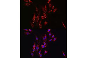 Immunofluorescence (IF) image for anti-Hexokinase 2 (HK2) (AA 1-120) antibody (ABIN3021256)