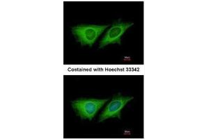 ICC/IF Image Immunofluorescence analysis of methanol-fixed HeLa, using LOC80129, antibody at 1:200 dilution.